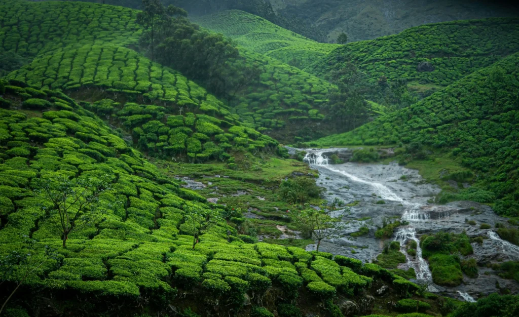 Munnar and Kodaikanal