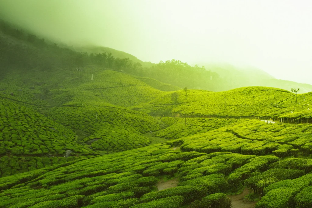 Munnar tea garden