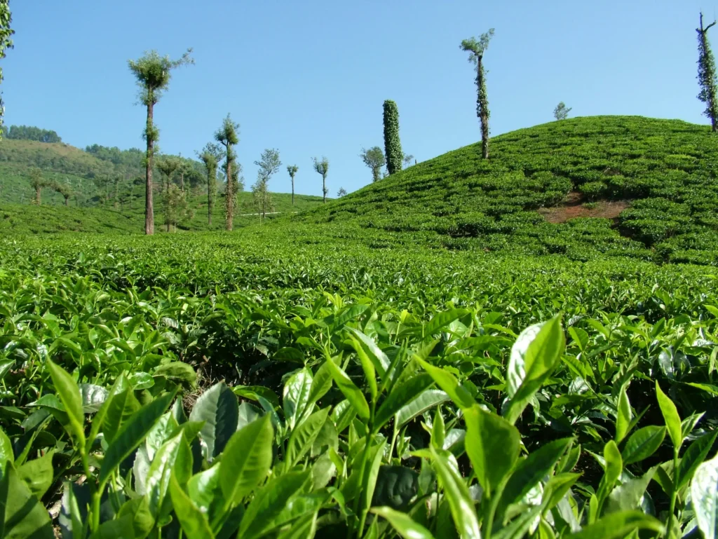 Tea garden